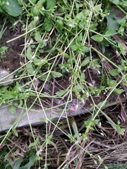 Stellaria media