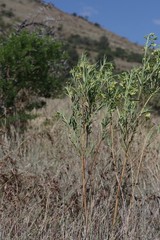 Gomphocarpus fruticosus