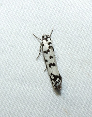 Ethmia eupostica