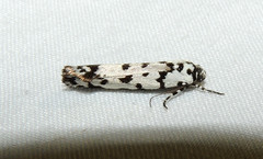 Ethmia eupostica