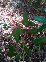 Cinnamosma fragrans image