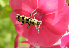 Chlorophorus herbstii