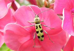 Chlorophorus herbstii