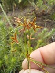 Cyperus sphaerospermus