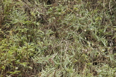 Phylloscopus borealis