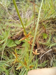 Cyperus sphaerospermus