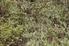 Phylloscopus borealis