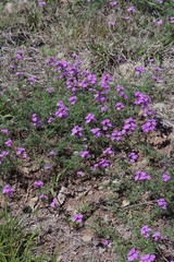 Glandularia aristigera