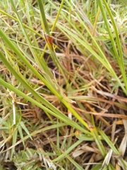 Cyperus sphaerospermus