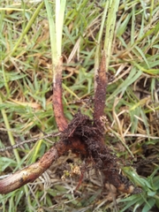 Cyperus sphaerospermus