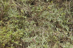 Phylloscopus borealis