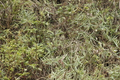 Phylloscopus borealis