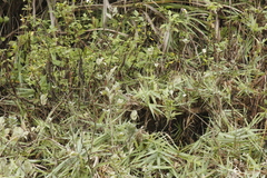 Phylloscopus borealis