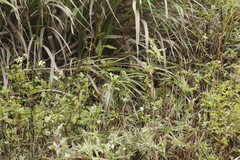 Phylloscopus borealis