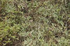 Phylloscopus borealis