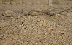 Oenanthe albonigra