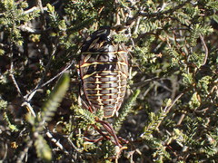 Polyzosteria mitchelli