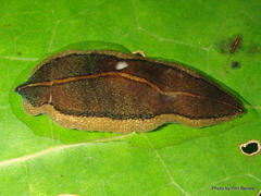 Newzealandia