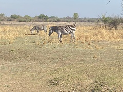 Equus quagga crawshayi