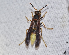 Polistes comanchus navajoe