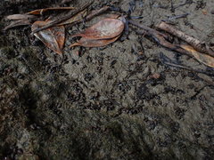 Potamopyrgus estuarinus