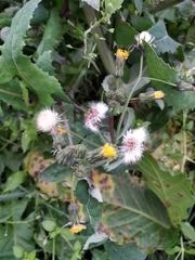 Sonchus oleraceus