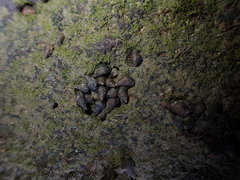 Potamopyrgus estuarinus