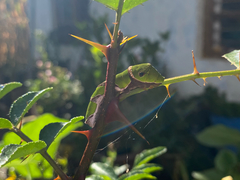 Papilio