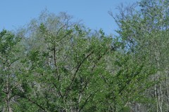 Vachellia karroo