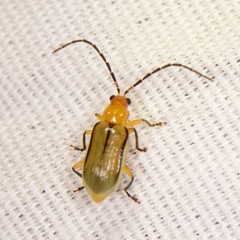 Diabrotica longicornis