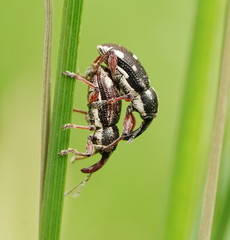 Aoplocnemis rufipes