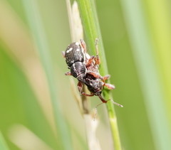 Aoplocnemis rufipes