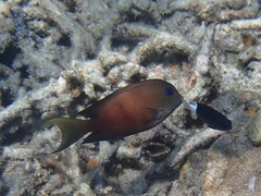 Ctenochaetus binotatus