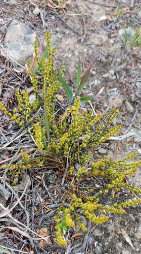 Slender Rootthug (Thesium longicaule)
