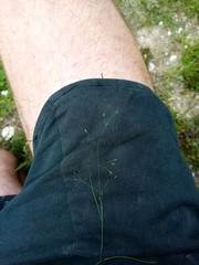 Poa imbecilla