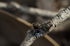 Maratus karrie