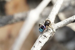 Maratus karrie
