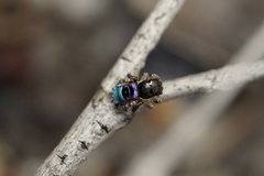 Maratus karrie