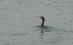 Phalacrocorax nigrogularis