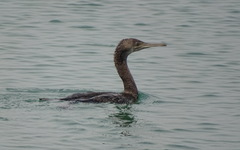 Phalacrocorax nigrogularis