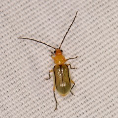 Diabrotica longicornis