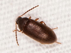 Hymenorus