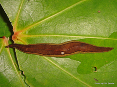 Newzealandia