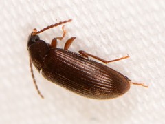 Hymenorus