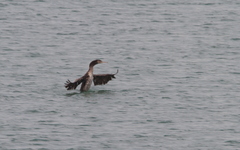Phalacrocorax nigrogularis