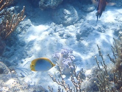 Chaetodon ocellicaudus