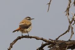 Cercotrichas paena