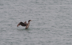 Phalacrocorax nigrogularis