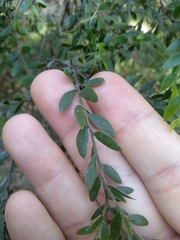 Acacia howittii