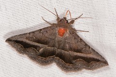 Lesmone griseipennis